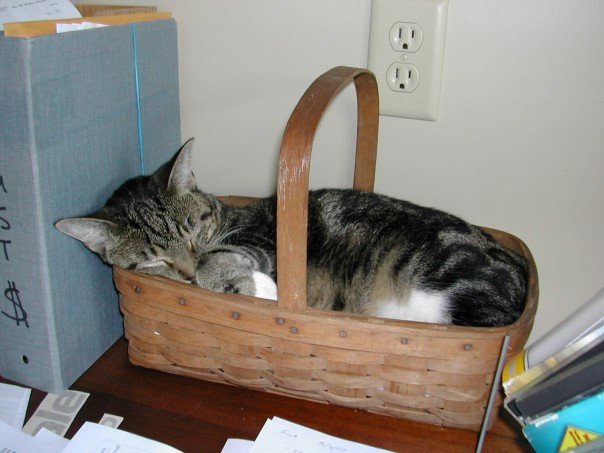 Untzag sleeping in her basket.