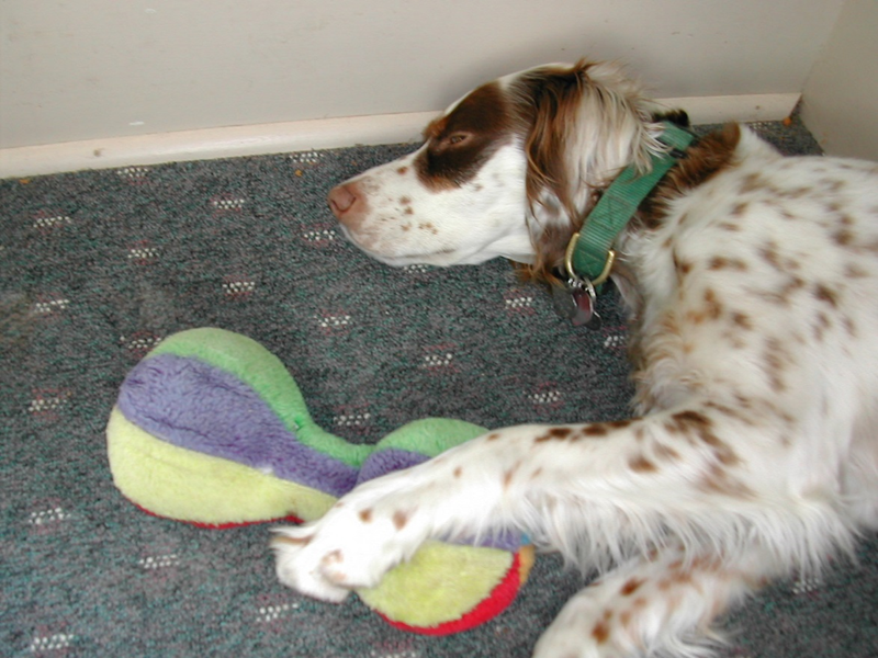 Vehrzheen as a puppy, with her toy.