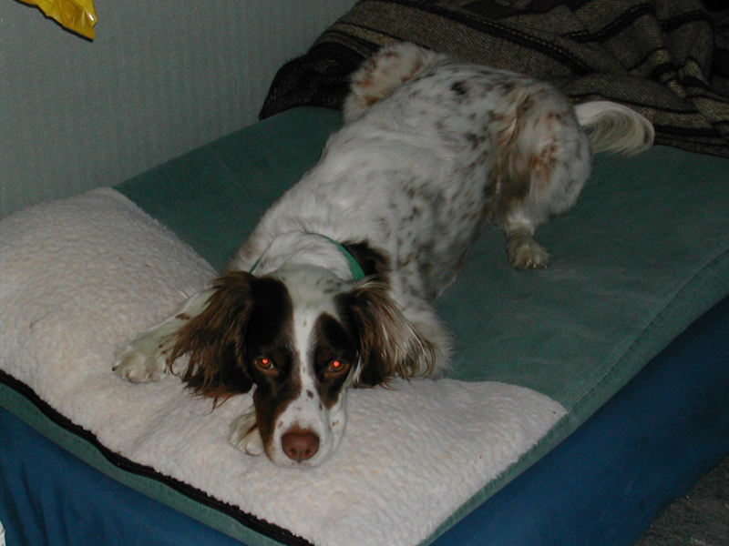 Vehrzheen as a puppy, on her bed.