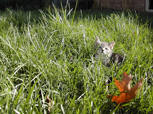 Untzag in the grass.