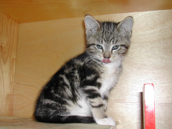 Untzag sitting on a wooden shelf.